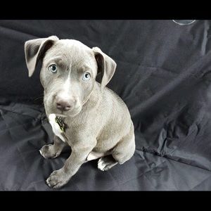 Meet your Posher, Joseph